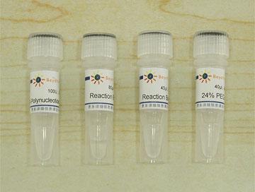 T4 Polynucleotide Kinase